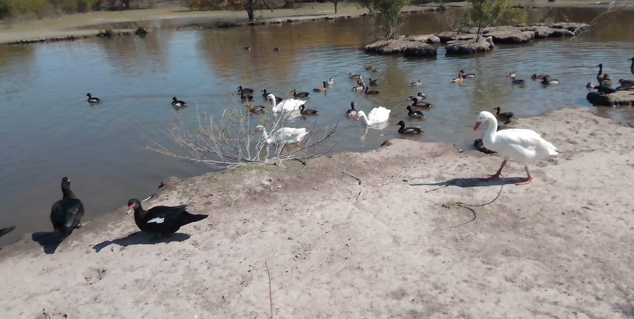 En el predio había patos, caburés, ñandúes, pavos reales y caranchos, la mayoría con sus alas cortadas, en algunos casos hasta quebradas.