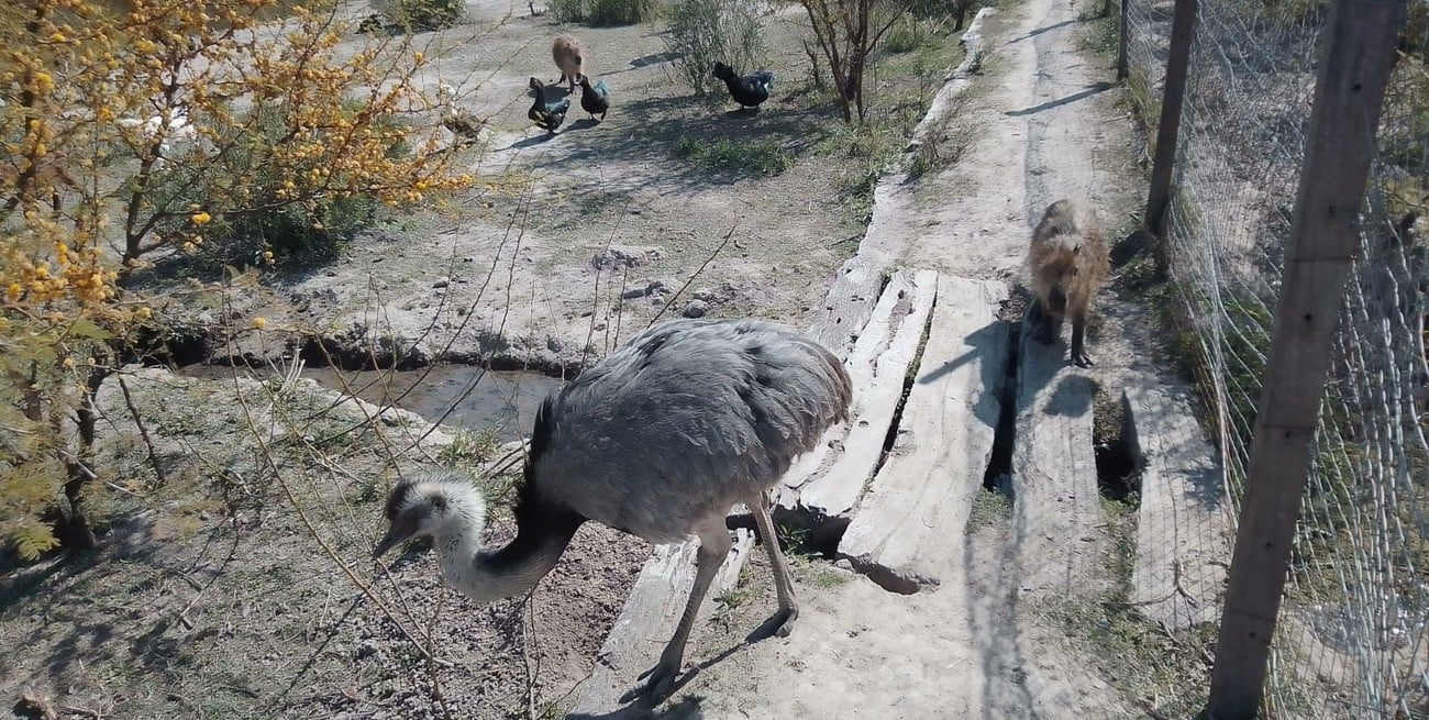 animales arijon