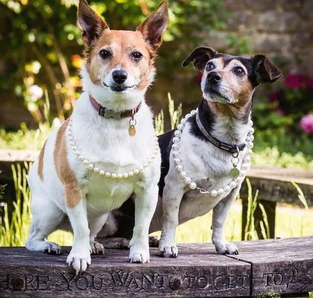 Las perritas participaron en una edición de Country Life