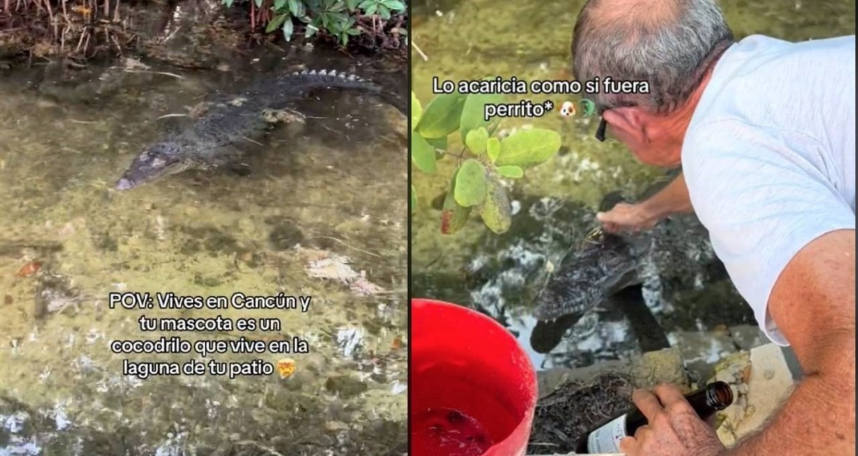 Su dueño lo acarició en la cabeza