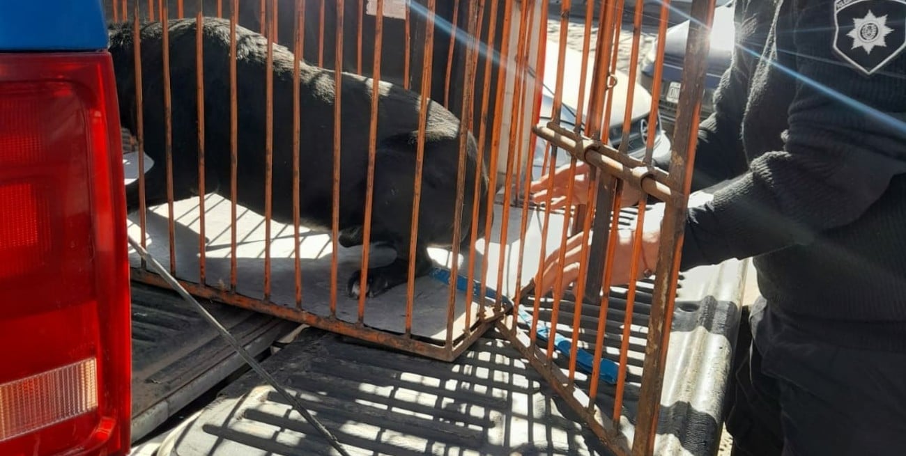 Animal rescatado