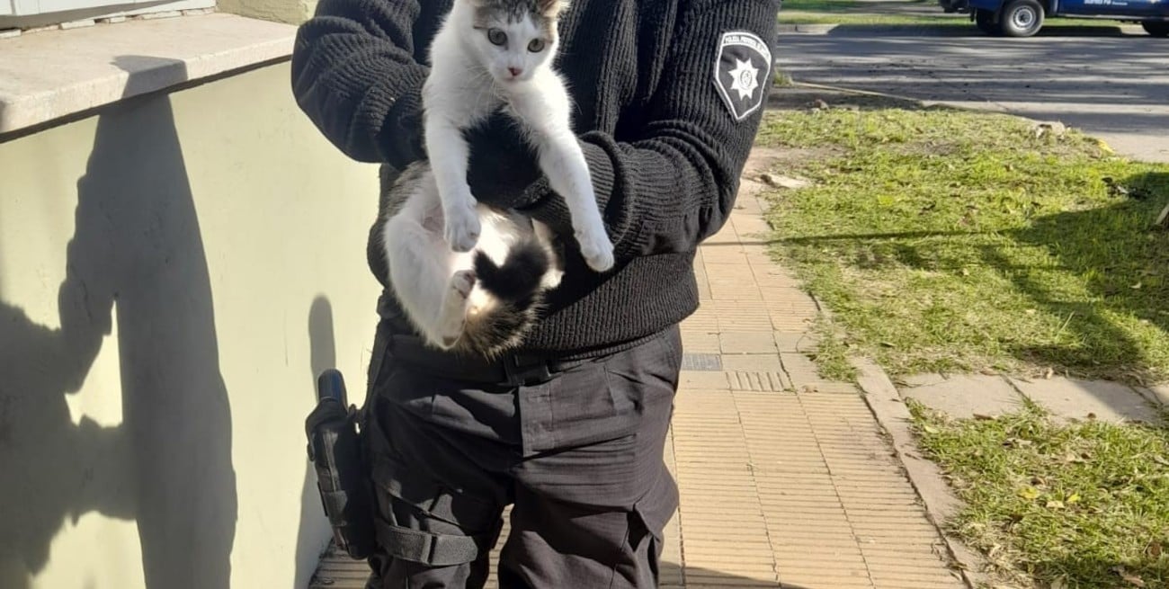 Todos los animales se encontraban en mal estado y fueron asistidos.