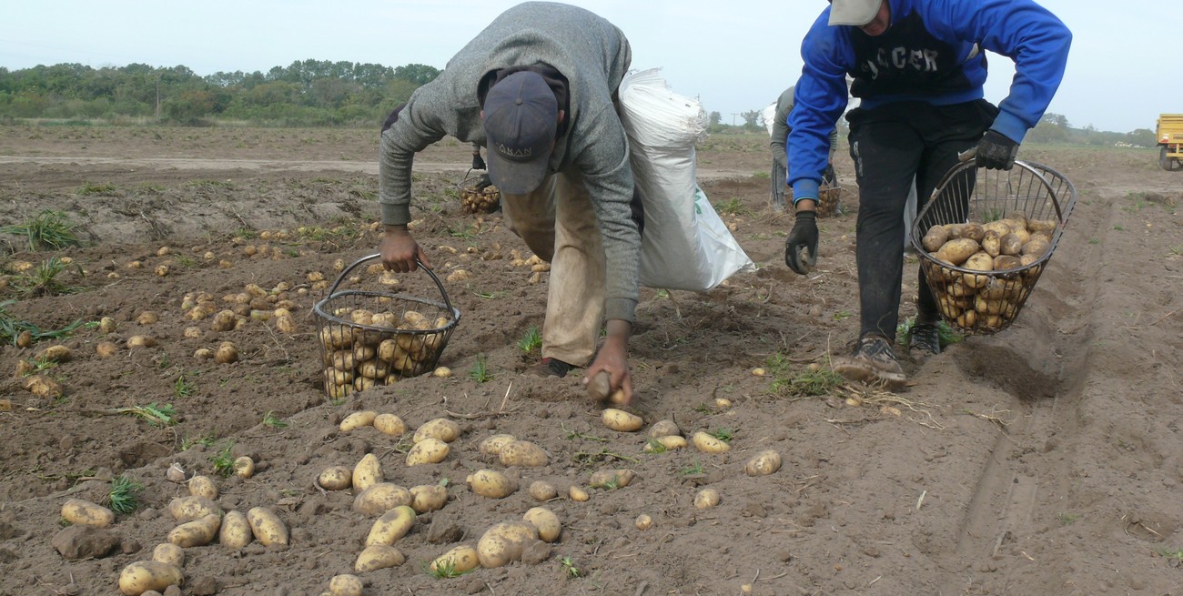 La producción de papa combina nuevas tecnologías con prácticas tradicionales como la recolección manual. FOTO: Campolitoral