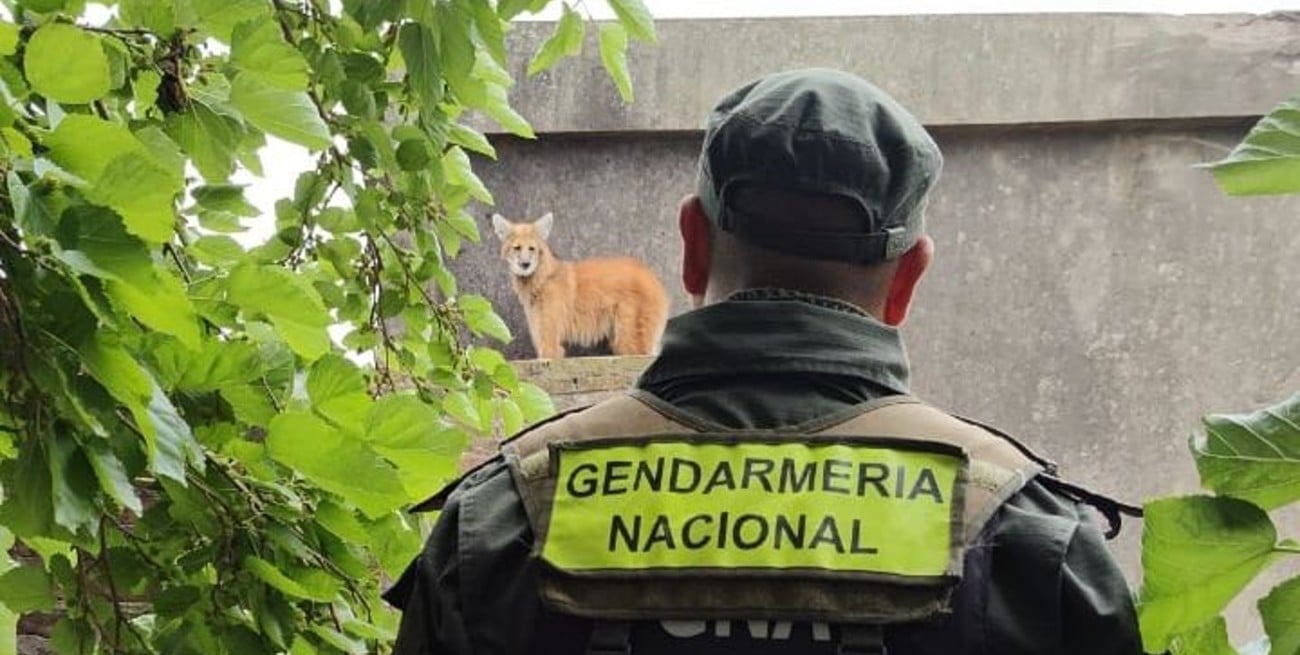 El procedimiento generó la atracción de vecinos del lugar que este jueves observaron el rescate. Crédito: Prensa GNA