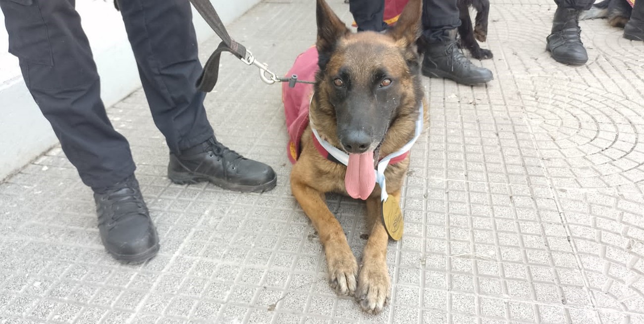 Primer puesto en “Búsqueda de restos humanos” para Brusken y su guía subinspector Gastón Ojeda. Crédito: El Litoral