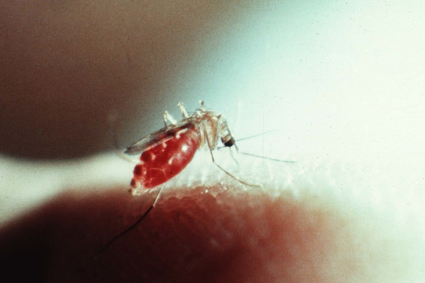 Los mosquitos son transmisores de la enfermedad. Foto: Reuters