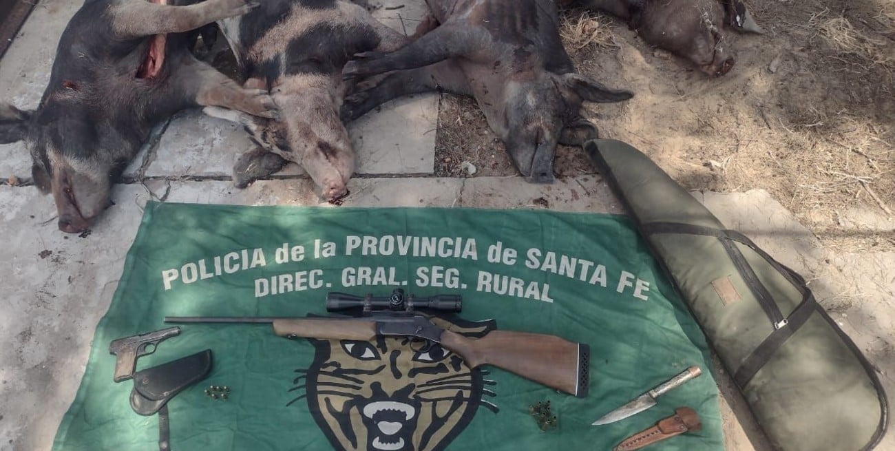 La denuncia fue radicada el mismo sábado por un productor rural del departamento 9 de Julio a quien le mataron 5 animales porcinos. Crédito: El Litoral