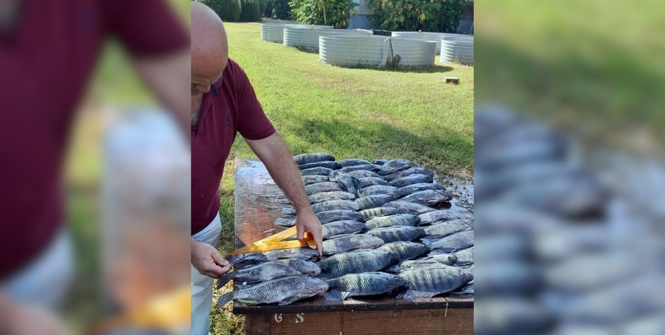 La tilapia azul es una especie propicia para ensayos que puedan validarse a nivel mundial. Foto: Campolitoral