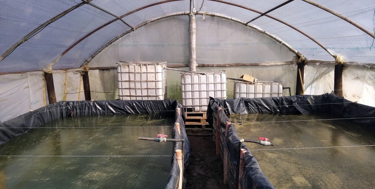 El invernadero permitió preservar los peces del frío sin necesidad de calefaccionar el agua. Foto: Campolitoral