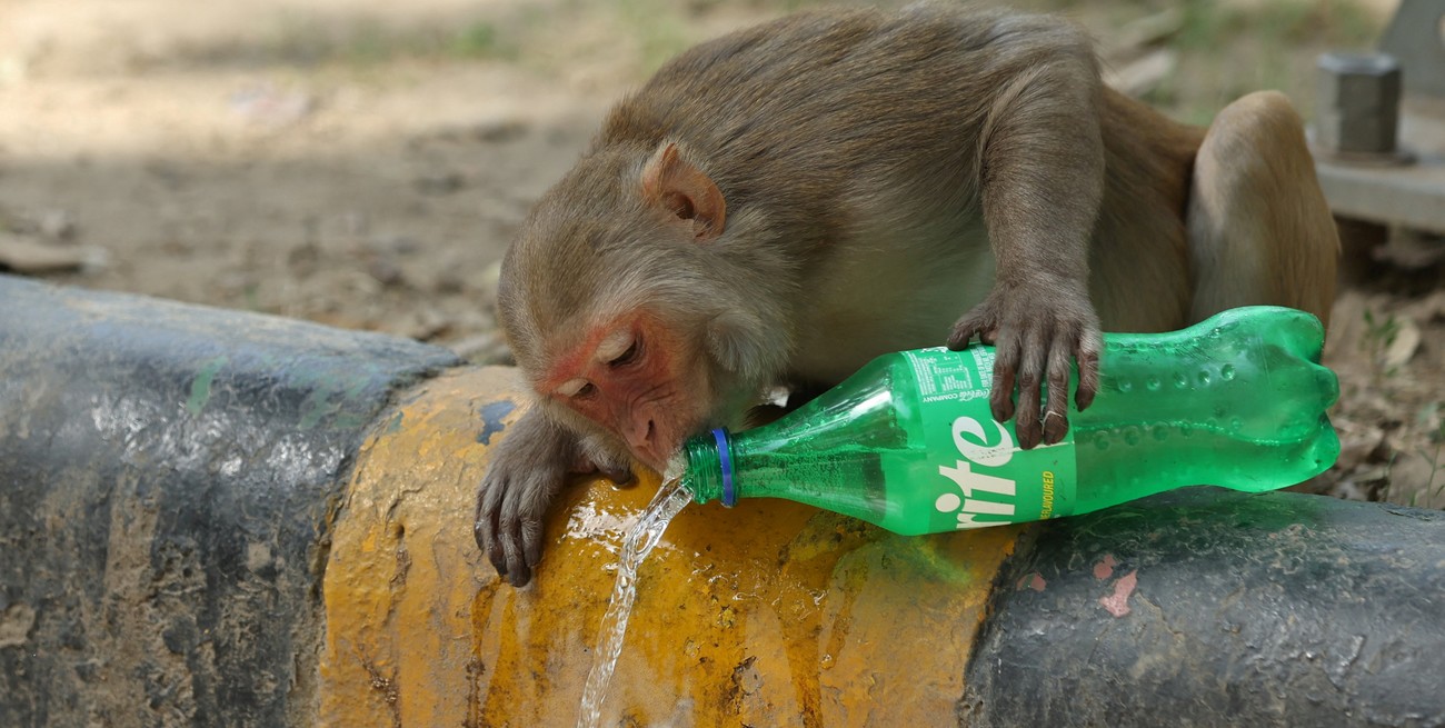A monkey drinks an aerated drink on a pavement ahead of the G20 Summit in New Delhi, India, September 4, 2023. REUTERS/Anushree Fadnavis