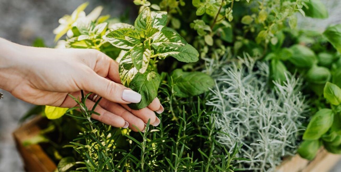 El problema radica en que los nombres dados a las plantas suelen ser determinados por los botánicos que las describen por primera vez en la literatura científica. Foto: Archivo