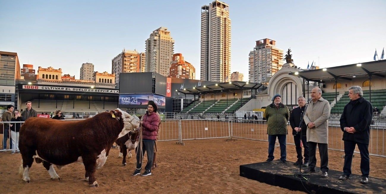 Este martes ingresó el primer animal: se trata de Místico, un toro de raza polled hereford, proveniente de la prestigiosa Cabaña Don Benjamín. Foto: Campolitoral