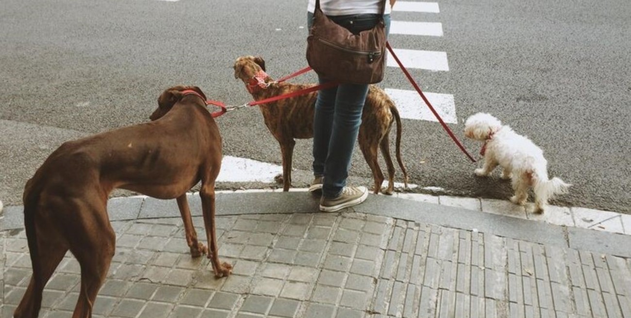 Los perros, además de alegrar nuestro día a día con su compañía, nos ayudan en muchos aspectos. Imagen en Freepik