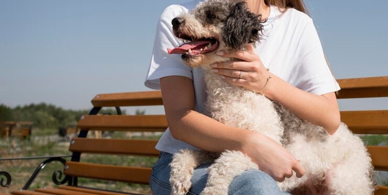 Día Internacional del Perro: "Además de adoptar, hay muchas formas de ayudar"