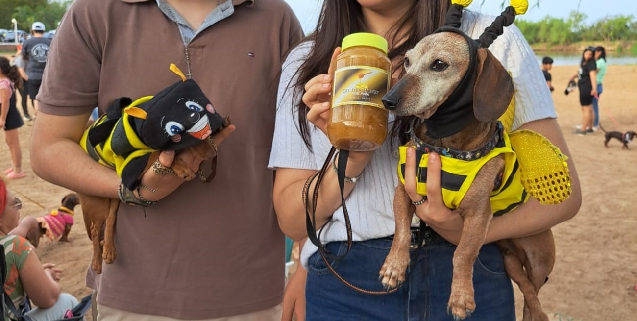 Más viejitos o más cachorros, hubo salchichas de todas las edades.
Foto: GENTILEZA
