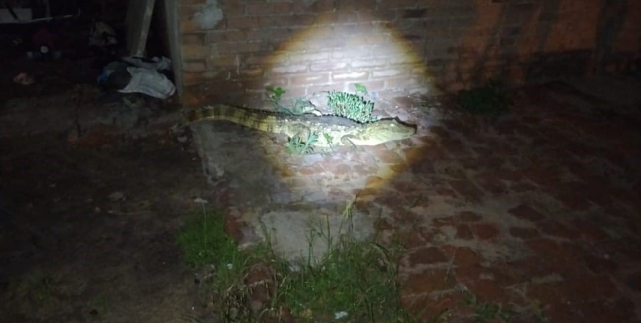 El animalito reptando en el patio de la vivienda de un muchacho de Barrio Lafuente.
Foto: Unidad Regional XV.