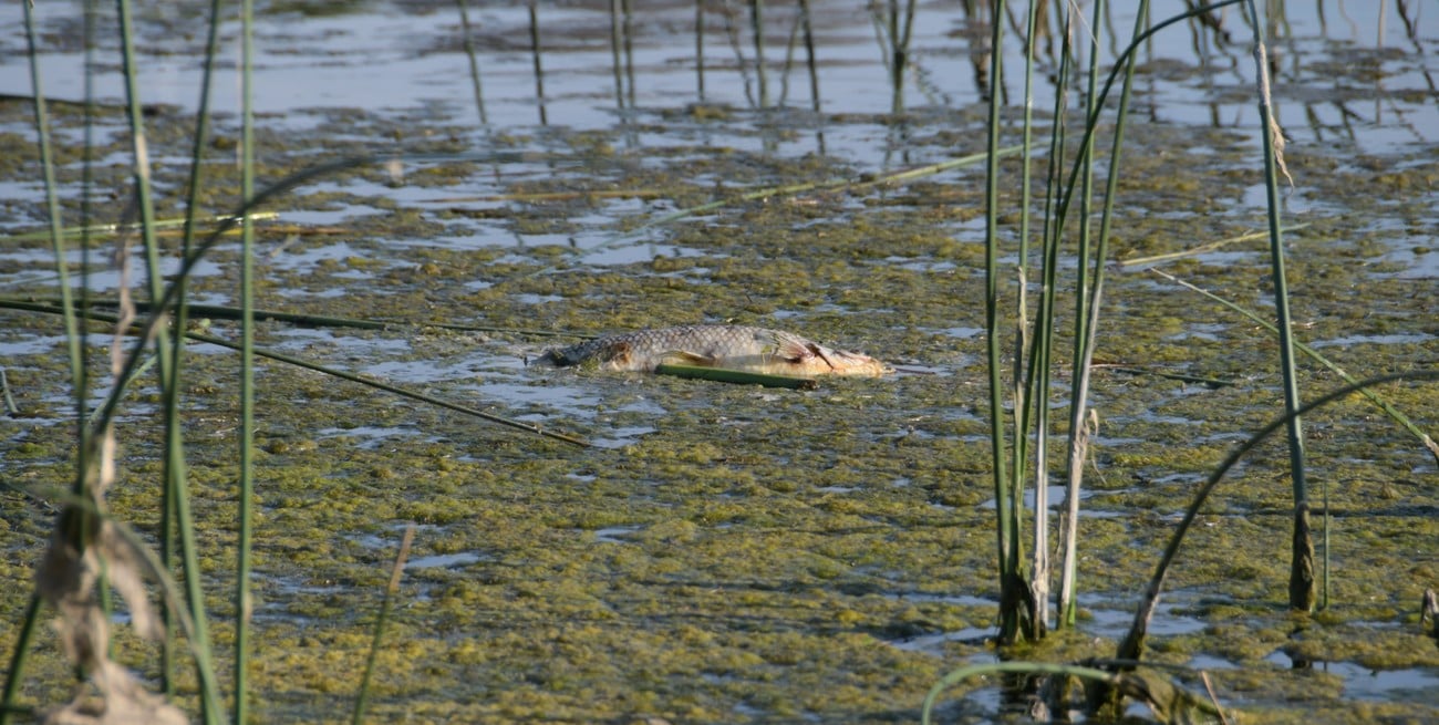 La Municipalidad tomó muestras del agua y de los peces muertos y articuló con el Ministerio de Ambiente para conocer las causas. Foto: Manuel Fabatía