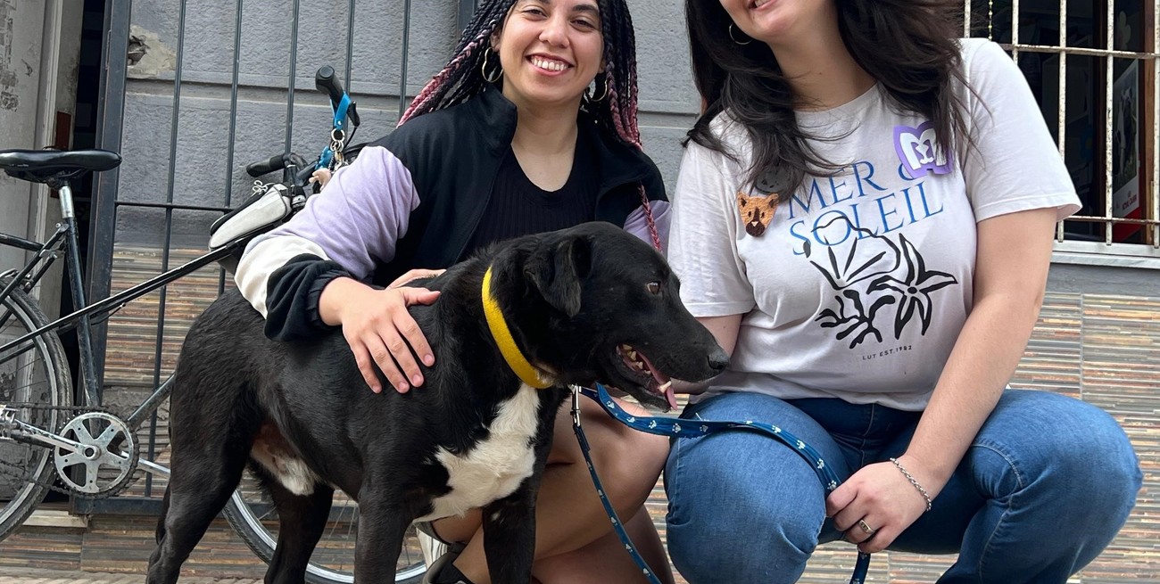 Donar tiempo para los perros rescatados de la calle.