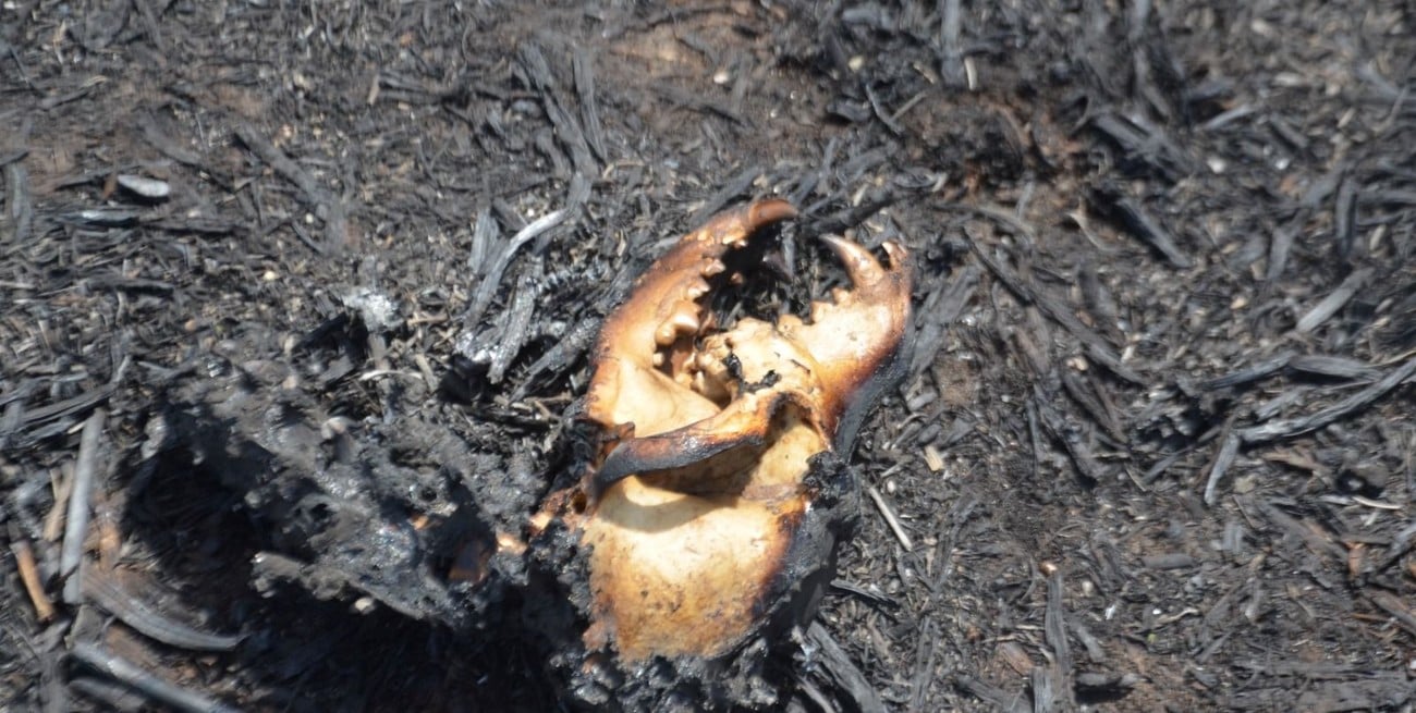 Los sedimentos de humedales incendiados liberan sales y compuestos nocivos cuando ingresa el agua, afectando a anfibios y otros organismos acuáticos.