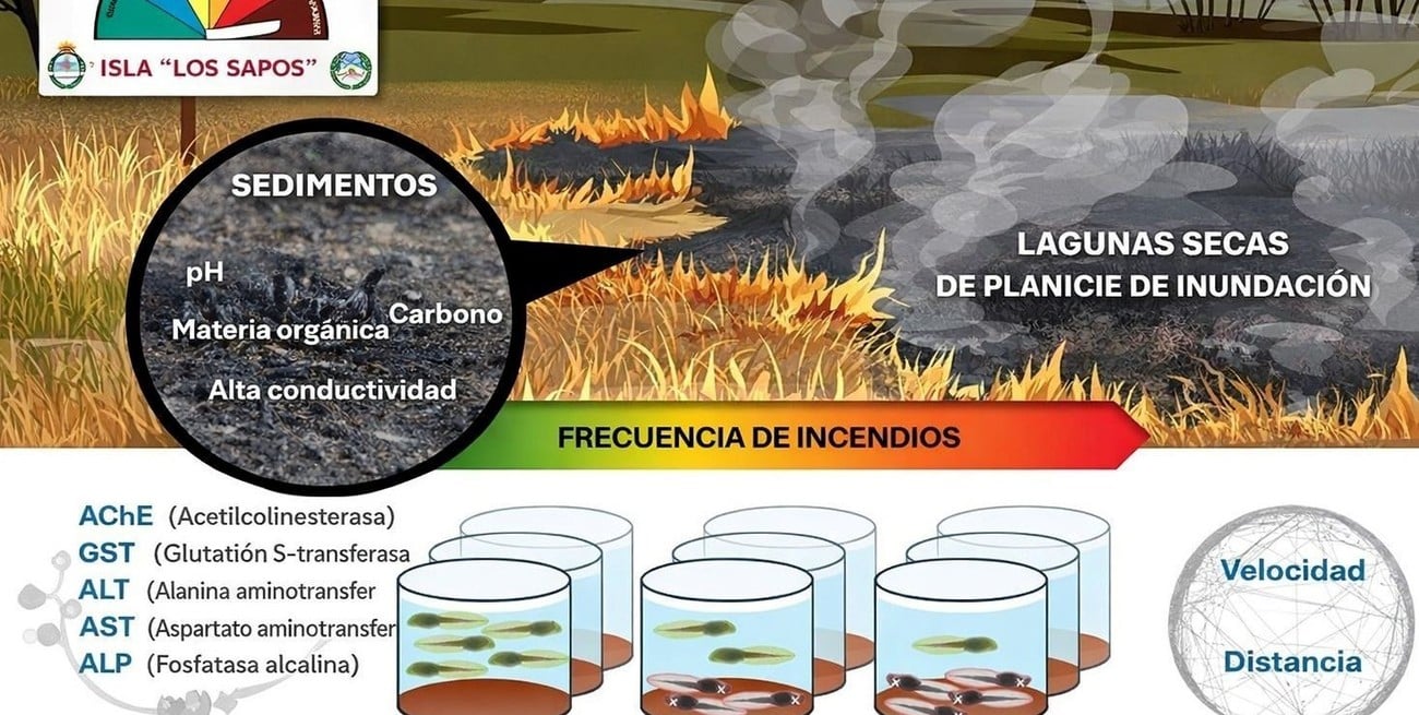 Investigación Conicet-UNL.