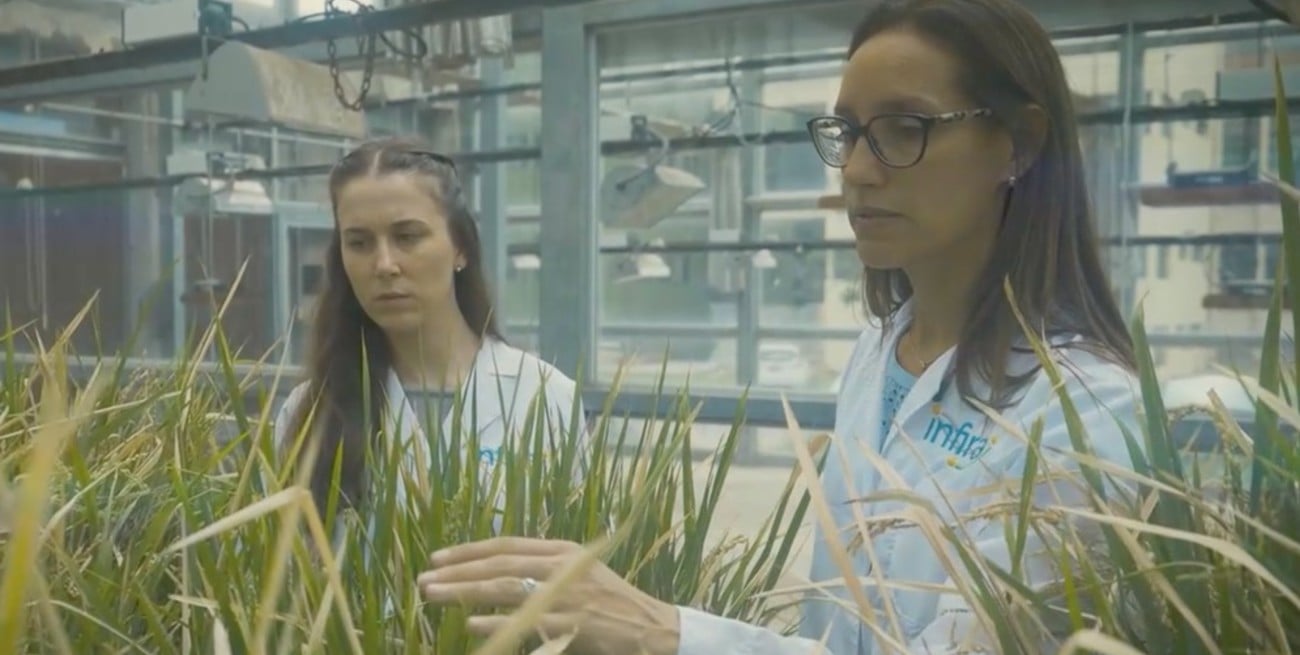 Del laboratorio al campo. La tecnología ya se está probando en suelos de la provincia y del país. Foto: Gentileza Conicet