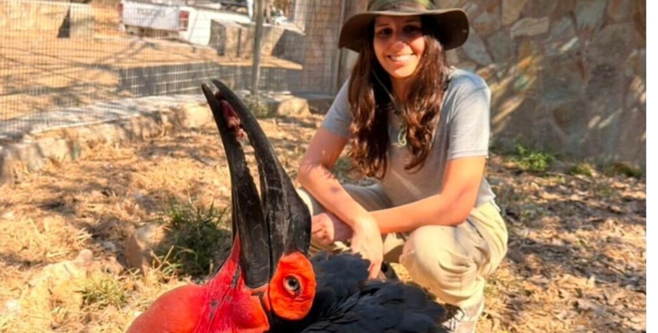 Extrañas aves en Sudáfrica. Victoria también irá a un voluntariado en Daktari, una ONG y refugio de animales que combina la educación ambiental para niños locales.