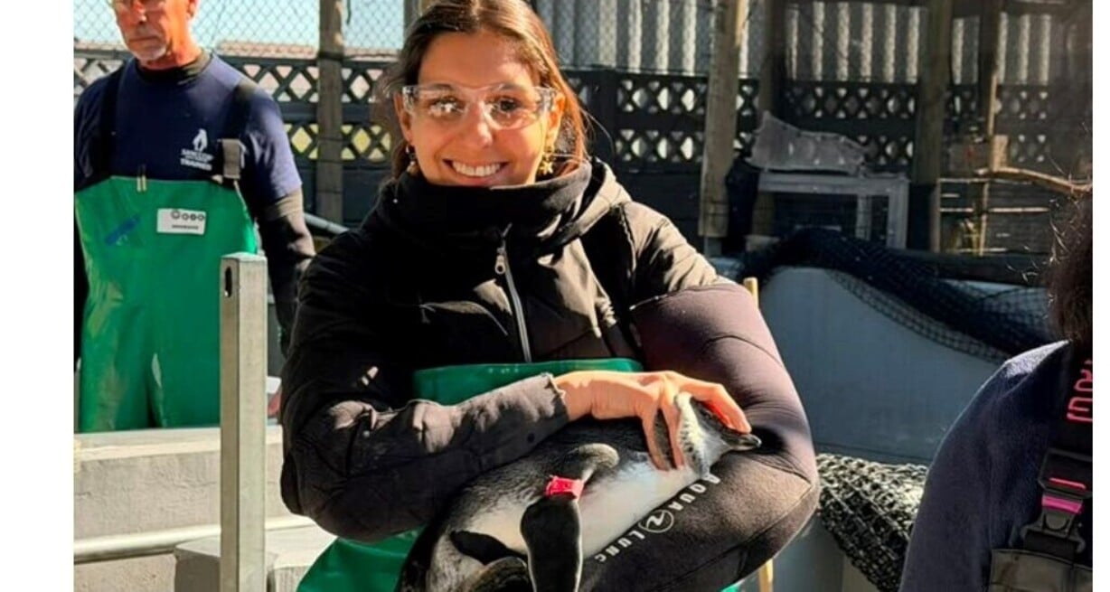 ¿Pingüinos africanos? "Sí, son endémicos del sur de África y Namibia", dijo Victoria Rosso.