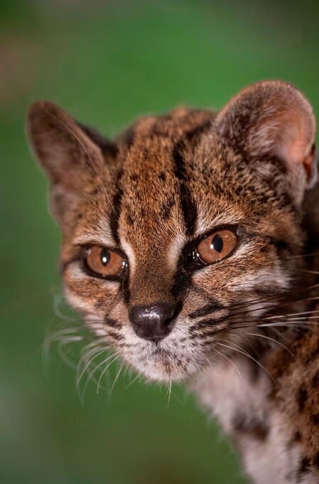 En primer plano. Fernando Faciole/National Geographic