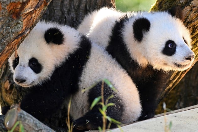 La denominada "diplomacia del panda" constituye una tradición en las relaciones bilaterales de la nación asiática que comenzó formalmente en 1972, tras la histórica visita de Richard Nixon a Beijing. REUTERS/Annegret Hilse