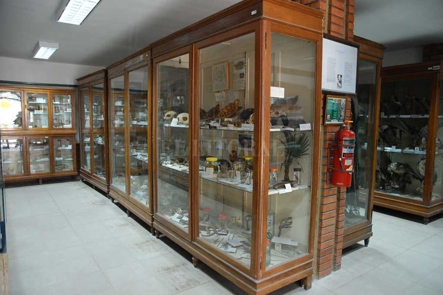 ELLITORAL_331860 |  Archivo El Litoral Los restos fósiles están exhibidos en el Museo de Cs. Naturales de la ciudad de Santa Fe
