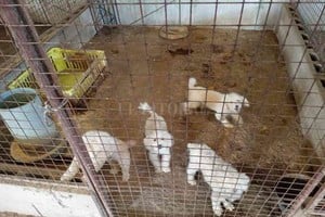 ELLITORAL_361787 |  El Litoral Los animales (canes y felinos) se encontraban en un criadero clandestino y en malas condiciones.
