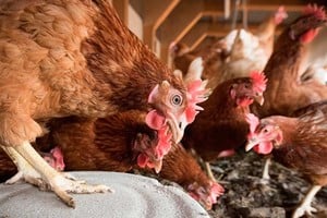Gripe aviar reunion del ministerio de economia