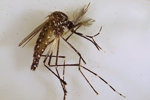 "El dengue vino para quedarse", advirtieron este jueves autoridades sanitarias de la provincia. en ese marco las acciones preventivas se vuelven fundamentales para evita los contagios.