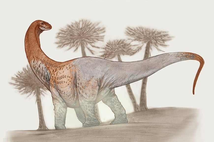 La nueva especie fue bautizada Chucarosaurus, de 30 metros de longitud.