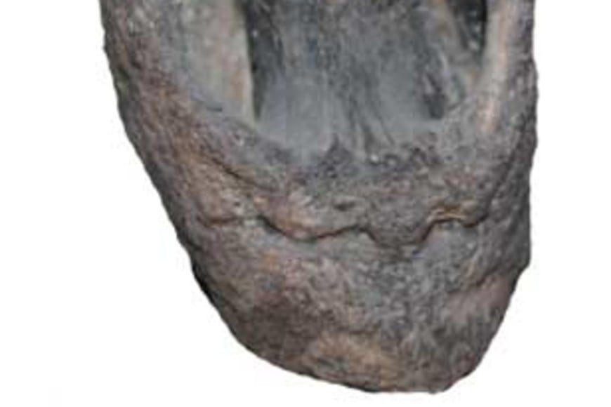 Restos fósiles encontrados en Santa Fe - Laguna Setúbal