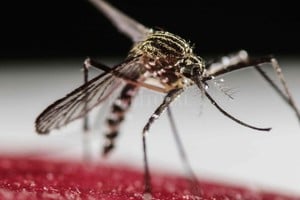 Jeffrey Arguedas (EFE) El vector de la enfermedad es el mosquito Aedes aegypti, que pone sus larvas en los recipientes que acumulan agua en los patios y hogares.