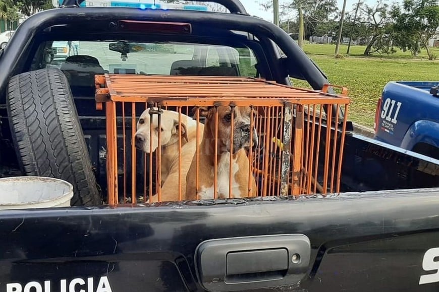 ELLITORAL_378404 |  El Litoral El momento en que personal policial retira los perros de la vivienda de Azcuénaga al 700.