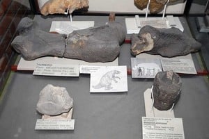ELLITORAL_331859 |  Archivo El Litoral Los restos fósiles están exhibidos en el Museo de Cs. Naturales de la ciudad de Santa Fe