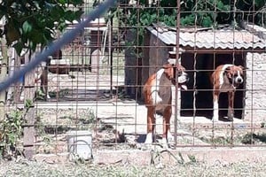 ELLITORAL_302520 |  Archivo El Litoral Ocho canes fueron secuestrados el 1° de diciembre pasado, luego del último ataque.