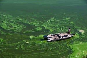 ELLITORAL_405219 |  Imagen ilustrativa La presencia de algas y de bacterias es algo normal en estos entornos, pero a veces un elevado número y agota el oxígeno del agua y crea zonas muertas.