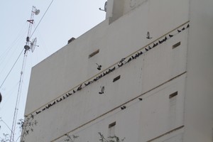Los edificios de la ciudad, públicos y privados, suelen estar invadidos de estas aves.