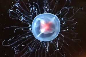 Una medusa Turritopsis dohrnii.