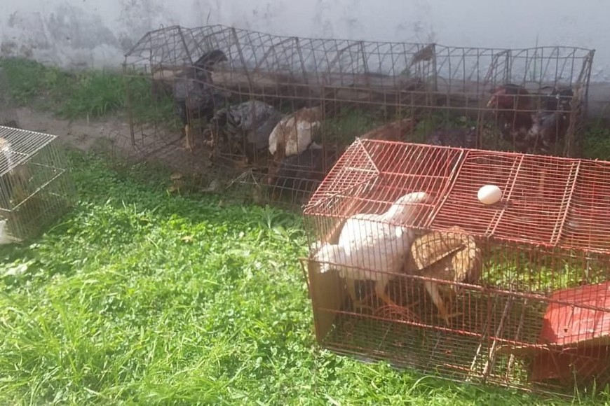 Las aves que fueron secuestradas durante uno de los allanamientos. Crédito: El Litoral.
