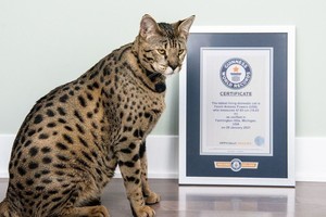 Fenrir, el felino más alto con vida en el mundo. Crédito: World Record Guinness