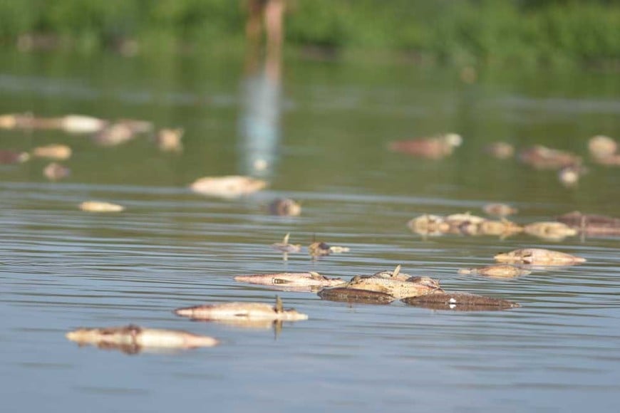 A finales del 2020 una gran cantidad de peces muertes emergieron del río Salado y llegaron hasta Santo Tomé. Crédito: Manuel Fabatía