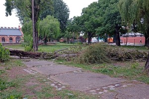 Uno de los árboles que se mantienen caídos, cruza el camino que conduce a las oficinas municipales. Crédito: El Litoral.