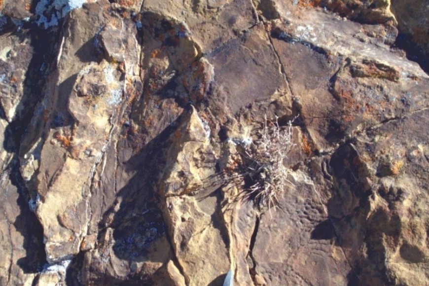 Una cobertura microbiana favoreció la preservación de las huellas fósiles de los saurópodos.