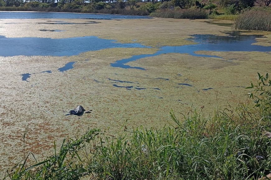 La gran presencia de algas en el lago, es algo inédito. Crédito El Litoral.
