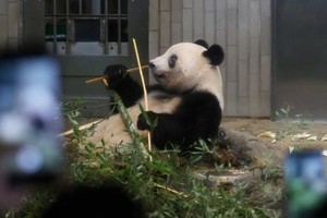 Los visitantes del Zoo de Tokio grabaron con sus teléfonos las últimas horas de la popular Xiang Xiang en la capital de Japón.