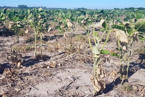 La emergencia agropecuaria desató una "crisis humanitaria" en el norte santafesino. 